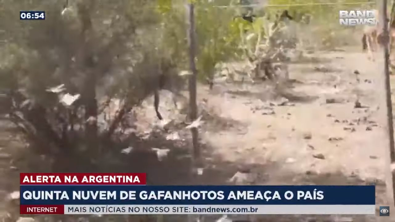 Na Argentina, Quinta Nuvem de Gafanhotos reacende o Alerta no País